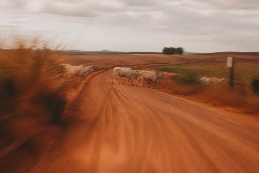 Estrada de terra cortando o campo, boiada atravessando