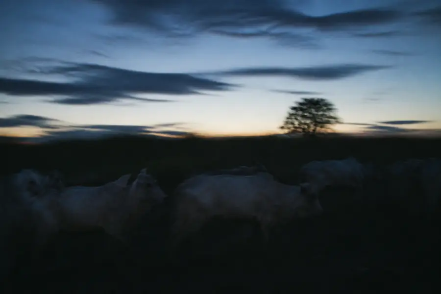 Boiada atravessando o campo na última luz do dia